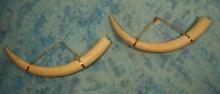 Legal Pre-Ivory Ban Pair of Hanging African Elephant Tusk Taxidermy **Texas Residents Only!**