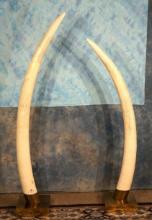 Nice Set of Pre-Ivory Ban Legal African Elephant Tusk in Display Stand Taxidermy **Texas Residents O