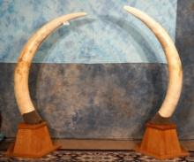 Pre-Ivory Ban Legal Pair of African Elephant Tusk on Display Stands Taxidermy **Texas Residents Only