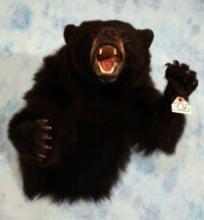 Beautiful Half Body Black Bear Taxidermy Mount