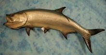 5ft. 8" Tarpon Fiberglass Reproduction Taxidermy Fish Mount
