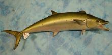 39 1/4" Fiberglass Reproduction Spanish Mackerel Taxidermy Fish Mount
