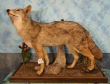 Full Body Coyote Taxidermy Mount in Habitat