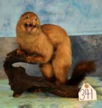 Full Body Mink Taxidermy Mount in Habitat