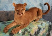 Mountain Lion Full Body Taxidermy Mount