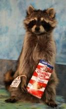 Raccoon Eating Cracker Jacks Novelty Taxidermy Mount