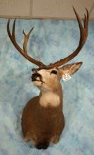 Rocky Mountain Mule Deer Shoulder Taxidermy Mount
