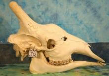 Large & Complete Giraffe Skull Taxidermy