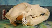Large Record Class Alaskan Brown Bear Complete Skull Taxidermy