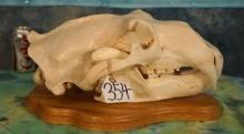 Legal Pre Marine Mammal Act Complete Record Class Polar Bear Skull Taxidermy **U.S. Residents Only!*