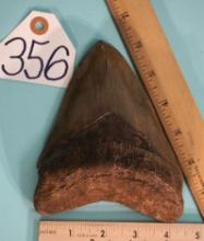 Super Giant Rare 6 3/8" Megalodon Prehistoric Fossil Shark Tooth