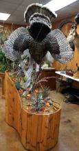 Beautiful Merriam's Wild Turkey Dead Mount Hanging on Tree with Habitat & Storage Base Taxidermy Bir