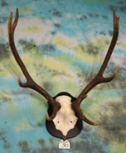 Large Record Class Sika Deer Antlers on Plaque Taxidermy