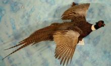 Flying Ringneck Pheasant Taxidermy Bird Mount