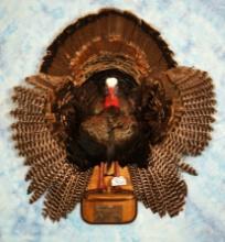 Half Body Rio Grande Wild Turkey Taxidermy Bird Mount