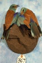 Gorgeous Pair of European Blue Rollers Taxidermy Bird Mounts