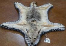 East African Silver Back Jackal Taxidermy Rug Mount