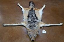 South African Black Backed Jackal Taxidermy Rug Mount