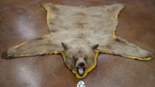 Beautiful Blonde Colored New Mexico Black Bear Taxidermy Mount