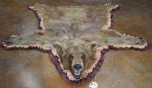 Beautiful Whiskey Colored Black Bear Taxidermy Rug Mount