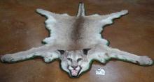 Mountain Lion Rug Taxidermy Mount