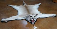 Large Mountain Lion Quality Taxidermy Rug Mount