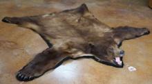 Beautiful Wyoming Cinnamon Colored Black Bear Rug Taxidermy Mount