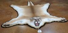 Extra Large AAA Quality Idaho Mountain Lion Rug Taxidermy Mount