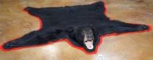 AAA Canadian Black Bear Rug Taxidermy Mount