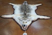 Coyote Rug Taxidermy Mount