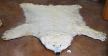 Large Polar Bear Rug Taxidermy Legal Vintage Mount **U.S Residents Only!**