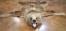 Grizzly Bear Rug Taxidermy Mount