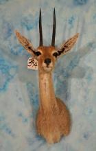 Record Book African Vaal Rhebuck Antelope Shoulder Taxidermy Mount
