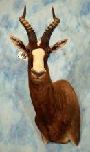 African Blesbuck Antelope Shoulder Taxidermy Mount