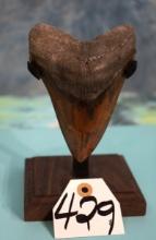 Pretty Polished Megalodon Fossil Shark Tooth on Display Stand
