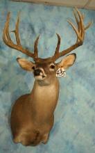 148 to 153 gross 11pt. Texas Whitetail Deer Shoulder Taxidermy Mount