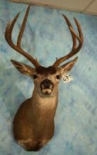 Columbian Blacktail Deer Shoulder Taxidermy Mount