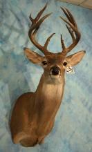 12pt. Texas Whitetail Deer Shoulder Taxidermy Mount