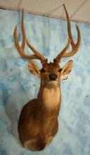 Javan Rusa Deer Shoulder Taxidermy Mount