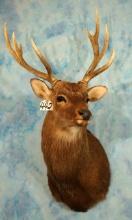 Japanese Sika Deer Shoulder Taxidermy Mount