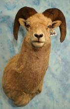 Rocky Mountain Bighorn Sheep Shoulder Taxidermy Ram Mount
