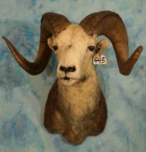 Large Stone Sheep Shoulder Taxidermy Ram Mount