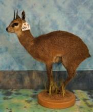 African Klipspringer Pygmy Antelope Full Body Taxidermy Mount