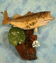 20" Real Skin Largemouth Bass on Driftwood Taxidermy Fish Mount
