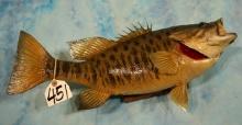 20 1/4" Real Skin Smallmouth Bass Taxidermy Fish Mount