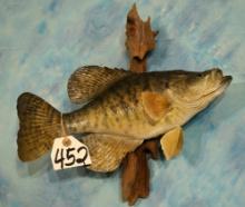 14" Real Skin Black Crappie Taxidermy Fish Mount