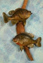 9 1/2" & 10" Real Skin  Bluegill Taxidermy Fish Mounts