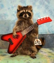 Brand New Raccoon Playing Guitar Novelty Taxidermy Mount
