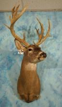 Cool 18pts. Non-Typical Whitetail Deer Shoulder Taxidermy Mount