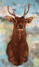 Japanese Sika Deer Shoulder Taxidermy Mount
